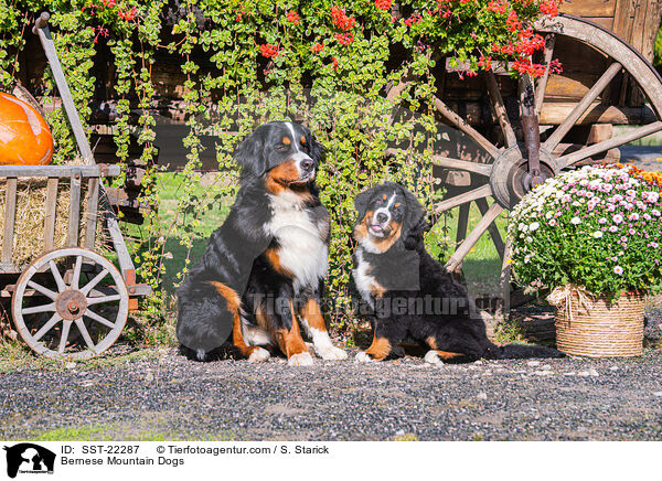 Bernese Mountain Dogs / SST-22287