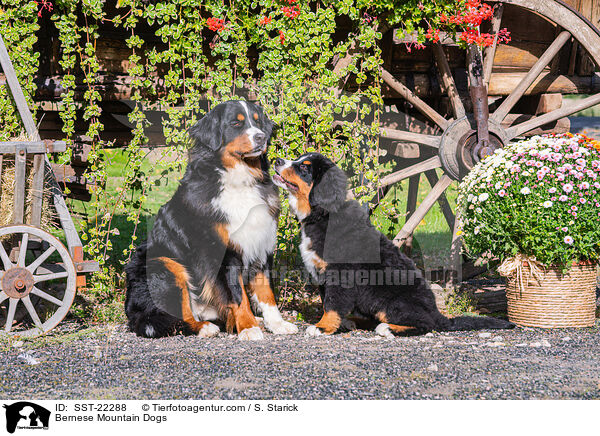 Bernese Mountain Dogs / SST-22288