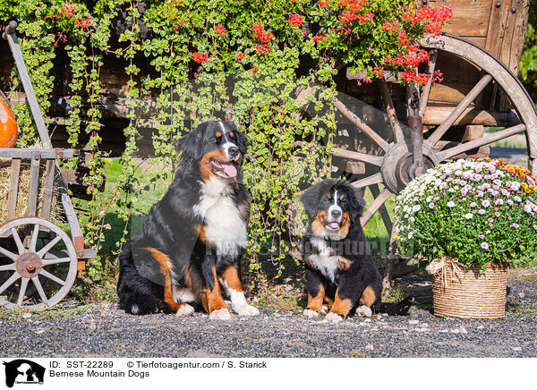 Bernese Mountain Dogs / SST-22289