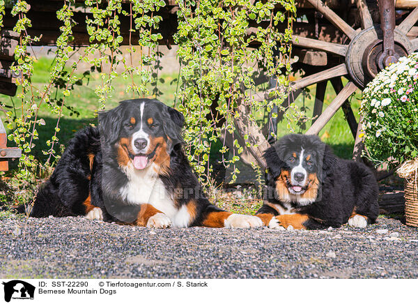 Bernese Mountain Dogs / SST-22290