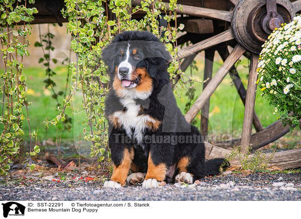 Bernese Mountain Dog Puppy / SST-22291
