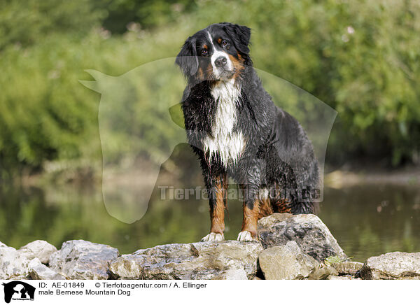 male Bernese Mountain Dog / AE-01849
