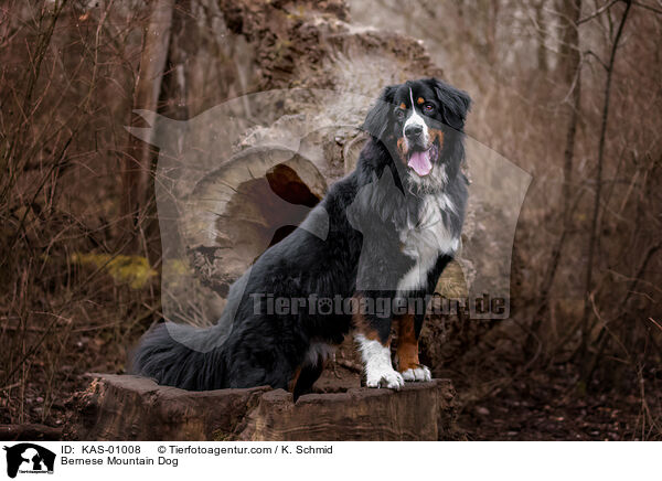 Berner Sennenhund / Bernese Mountain Dog / KAS-01008