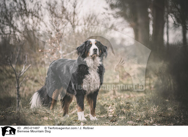 Bernese Mountain Dog / JRO-01487