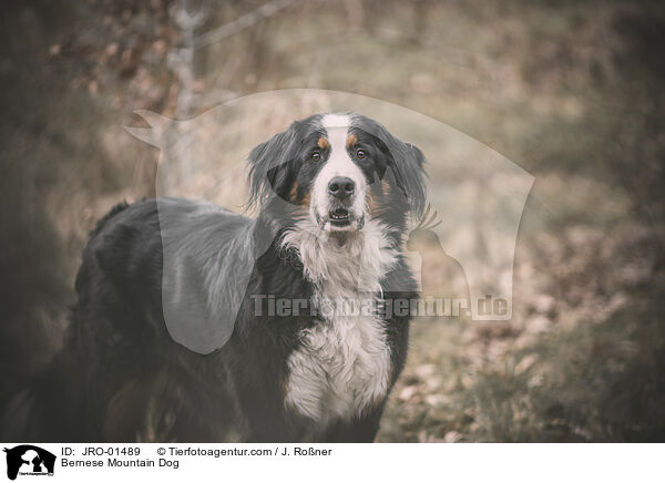 Bernese Mountain Dog / JRO-01489