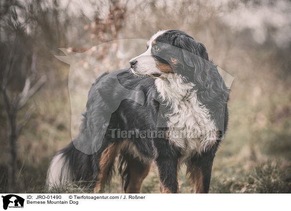 Bernese Mountain Dog / JRO-01490