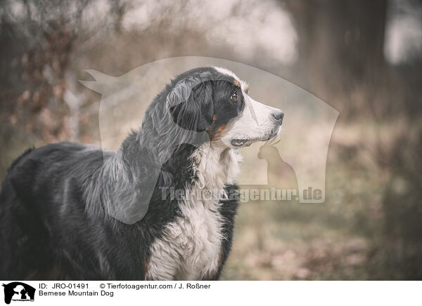 Bernese Mountain Dog / JRO-01491