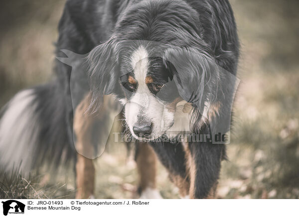 Bernese Mountain Dog / JRO-01493