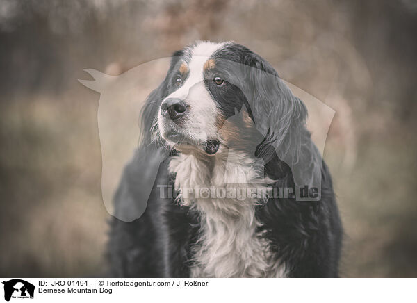 Bernese Mountain Dog / JRO-01494