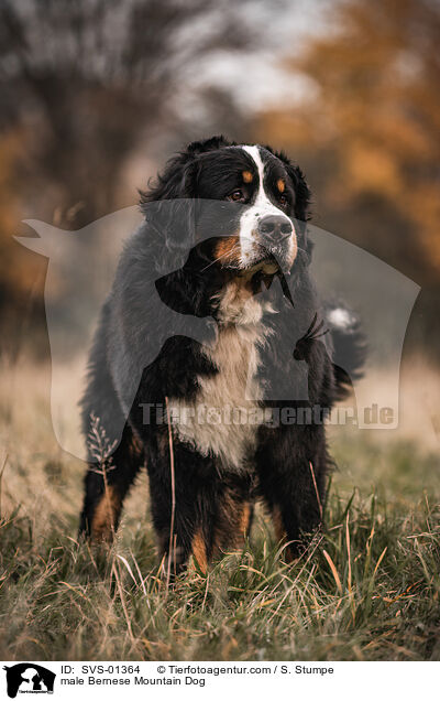 male Bernese Mountain Dog / SVS-01364