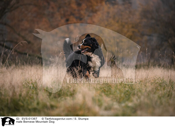 male Bernese Mountain Dog / SVS-01367