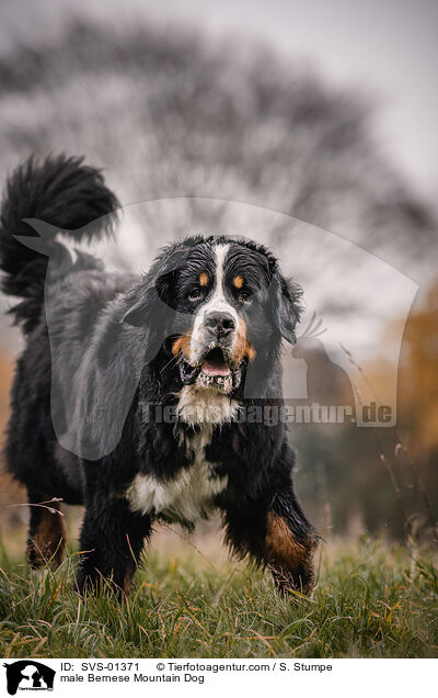 male Bernese Mountain Dog / SVS-01371