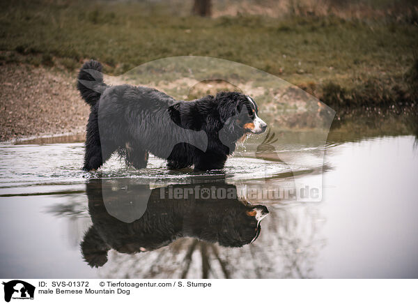 male Bernese Mountain Dog / SVS-01372