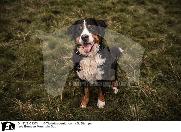 male Bernese Mountain Dog / SVS-01374