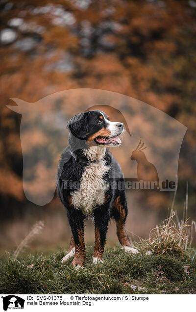 male Bernese Mountain Dog / SVS-01375