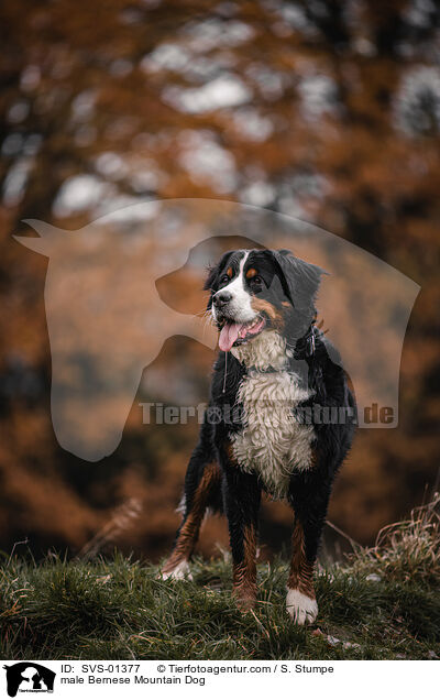 male Bernese Mountain Dog / SVS-01377