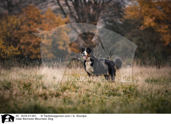 male Bernese Mountain Dog / SVS-01381