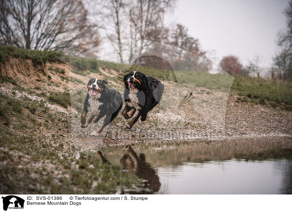 Bernese Mountain Dogs / SVS-01386