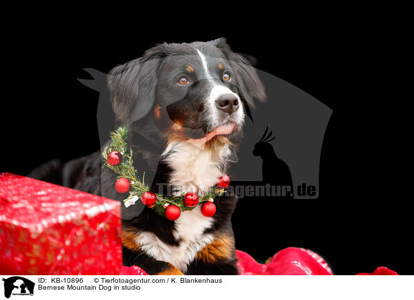 Bernese Mountain Dog in studio / KB-10896
