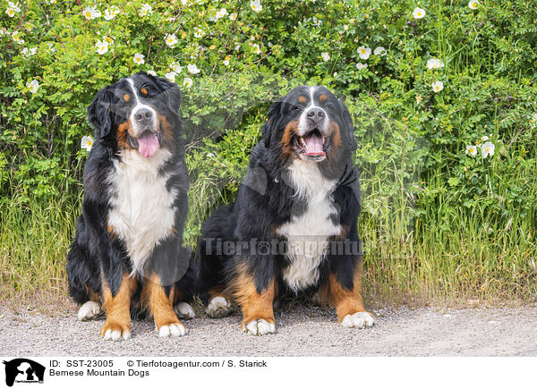 Bernese Mountain Dogs / SST-23005