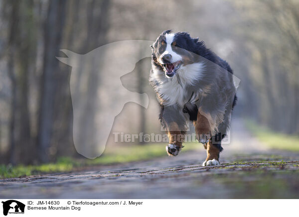 Bernese Mountain Dog / JM-14630
