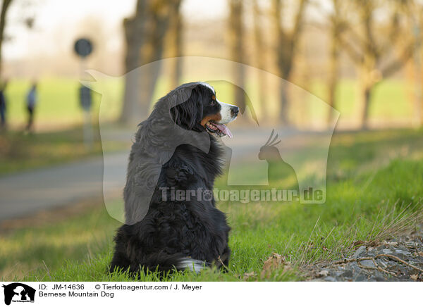 Bernese Mountain Dog / JM-14636