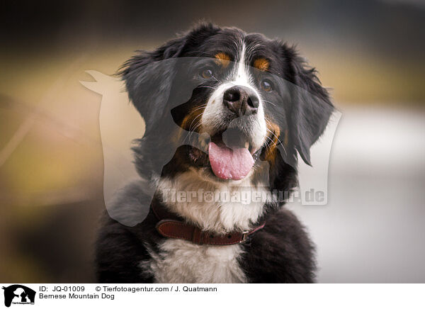 Bernese Mountain Dog / JQ-01009