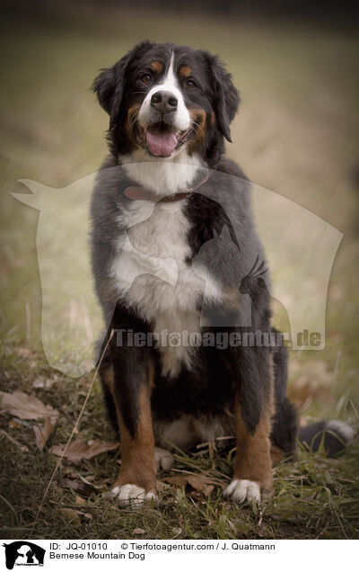 Bernese Mountain Dog / JQ-01010