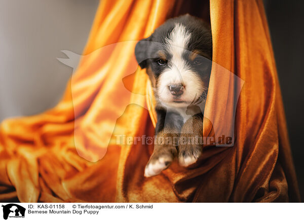 Bernese Mountain Dog Puppy / KAS-01158