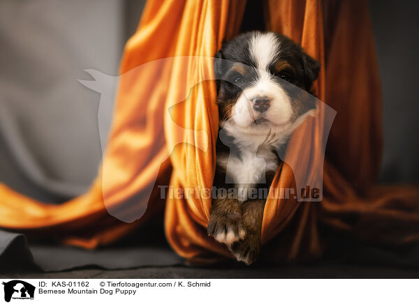 Bernese Mountain Dog Puppy / KAS-01162