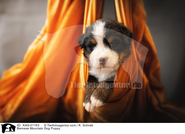 Bernese Mountain Dog Puppy / KAS-01163