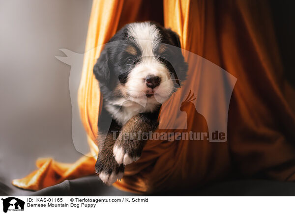 Bernese Mountain Dog Puppy / KAS-01165