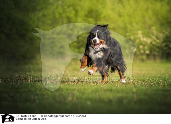 Bernese Mountain Dog / KAS-01166