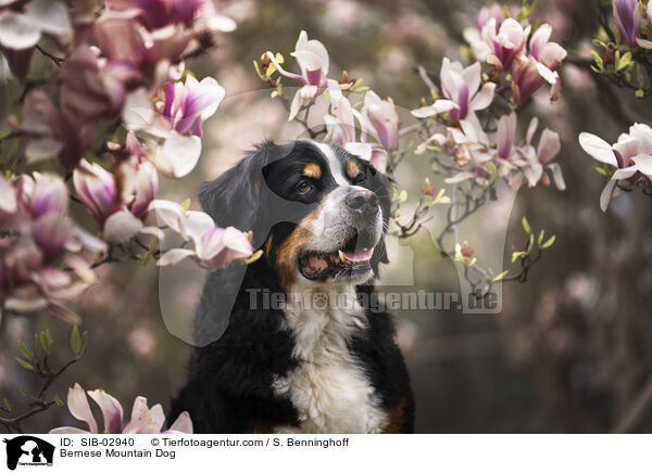 Berner Sennenhund / Bernese Mountain Dog / SIB-02940