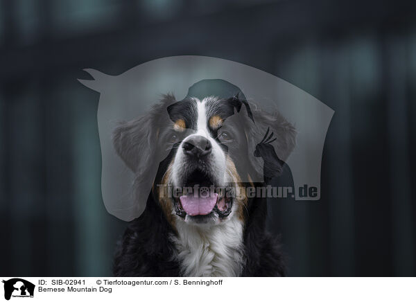 Bernese Mountain Dog / SIB-02941