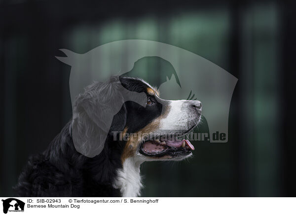 Bernese Mountain Dog / SIB-02943