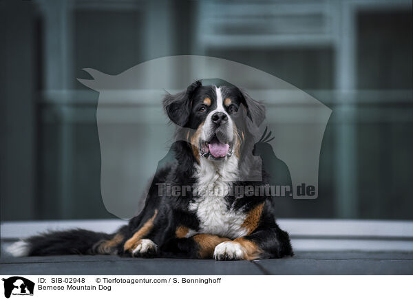 Bernese Mountain Dog / SIB-02948