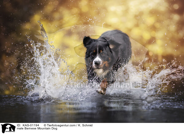 Berner Sennenhund Rde / male Bernese Mountain Dog / KAS-01194