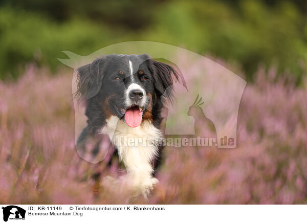 Bernese Mountain Dog / KB-11149