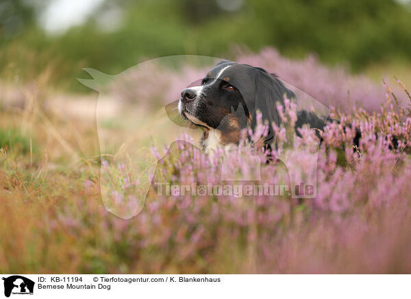 Berner Sennenhund / Bernese Mountain Dog / KB-11194