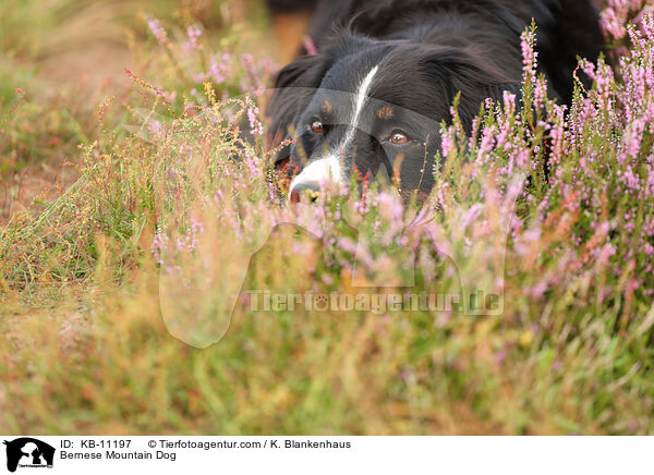 Bernese Mountain Dog / KB-11197