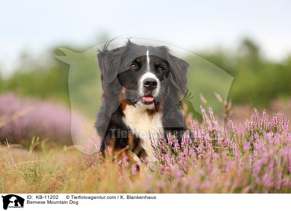 Berner Sennenhund / Bernese Mountain Dog / KB-11202