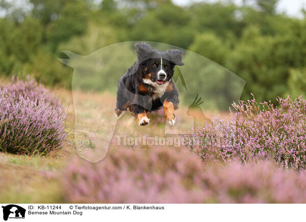 Berner Sennenhund / Bernese Mountain Dog / KB-11244