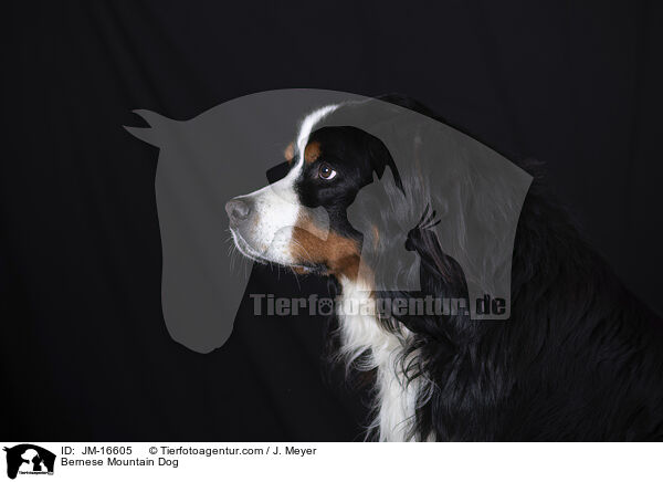 Bernese Mountain Dog / JM-16605