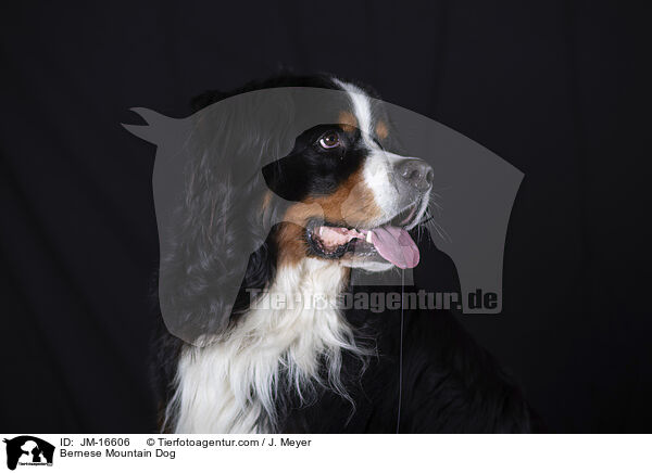 Bernese Mountain Dog / JM-16606