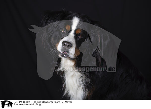 Bernese Mountain Dog / JM-16607