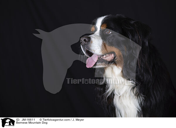 Bernese Mountain Dog / JM-16611
