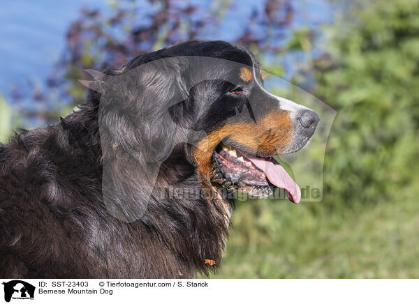 Berner Sennenhund / Bernese Mountain Dog / SST-23403
