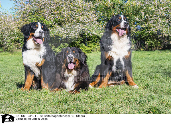 Bernese Mountain Dogs / SST-23404