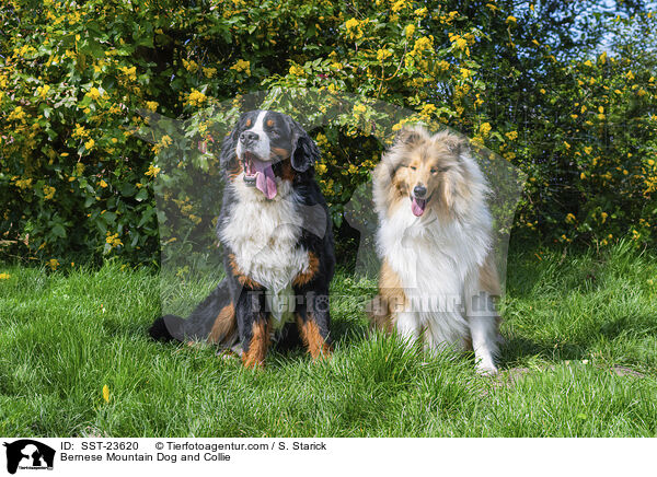 Berner Sennenhund und Collie / Bernese Mountain Dog and Collie / SST-23620